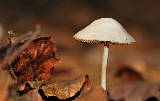 best mushroom supplements for focus